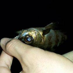 980ロッドデビュー