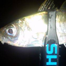 悶絶アジング♪