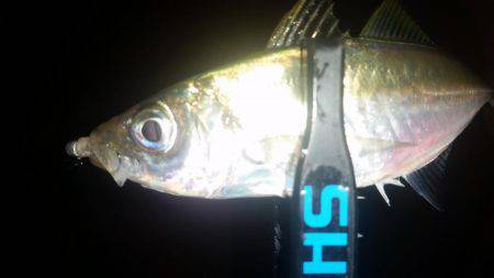 悶絶アジング♪