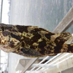 舞洲ルアーフィッシング