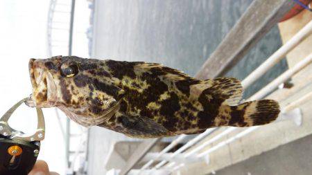 舞洲ルアーフィッシング