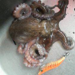 ティップランプラス釣法をマネてみた