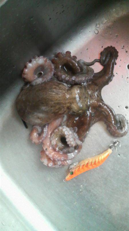 ティップランプラス釣法をマネてみた