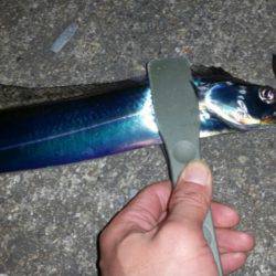 ワインドからのアジ調査