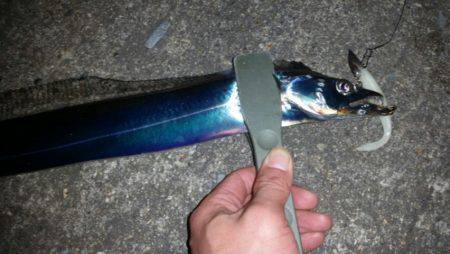 ワインドからのアジ調査