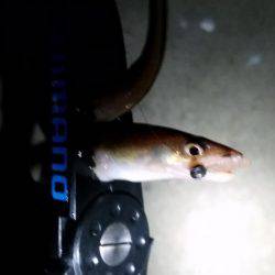 アジングでまさかの…!?