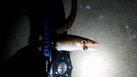 アジングでまさかの…!?