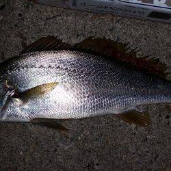 アジングのはずが…