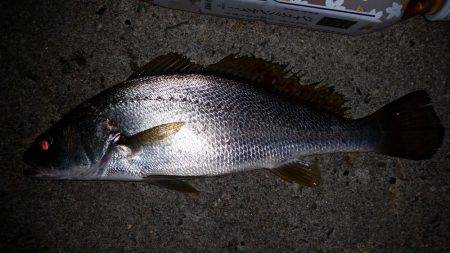 アジングのはずが…