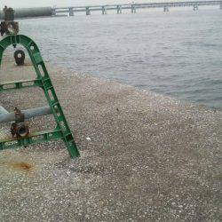 短い時間でもタコが釣れた!