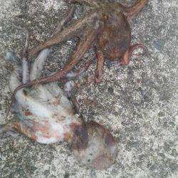 今日で７日間連続タコを釣り上げました（笑）