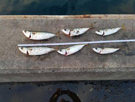 あと３㎝…(　ＴДＴ)