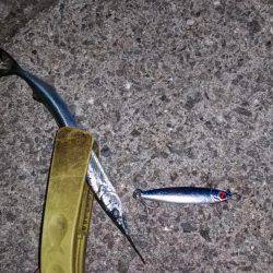 舞洲でアジング!