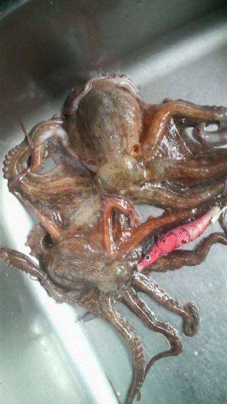 今日はダメかと思ったが・・・◎