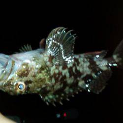 アジング終盤戦