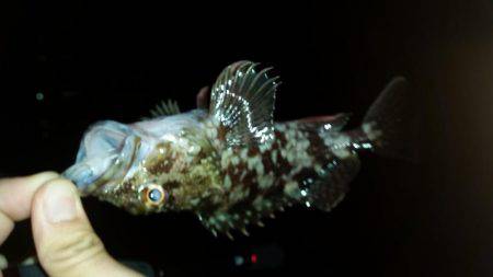 アジング終盤戦