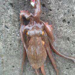 タコの無敗記録更新中！