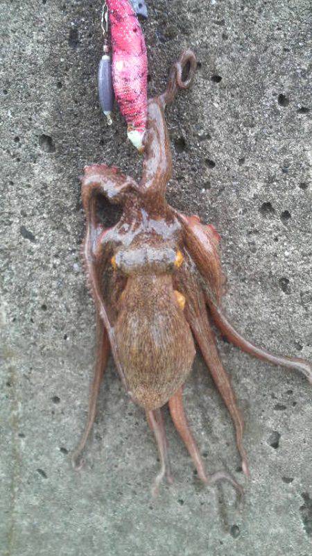 タコの無敗記録更新中！