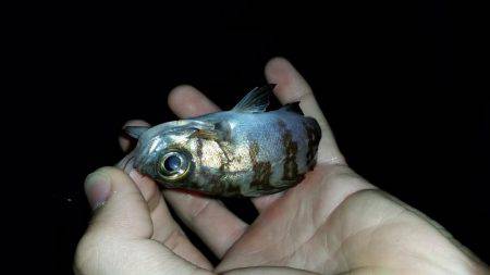 いれば釣れるアジング♪