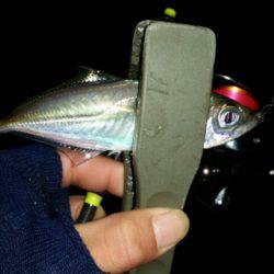 アジ、タチ調査