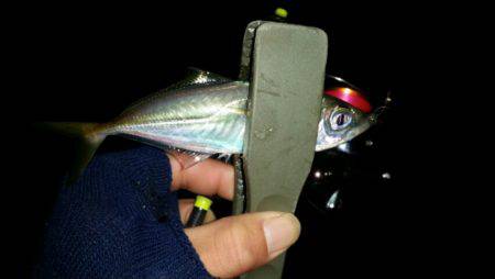 アジ、タチ調査