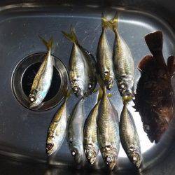 砂地のポイントでアジング!!