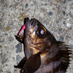 メバル狙いで南下!