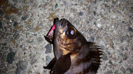 メバル狙いで南下!