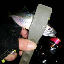 アジ、タチ調査