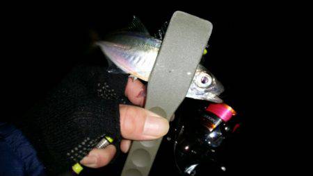 アジ、タチ調査