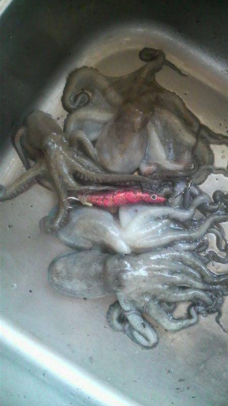 コウイカのでかいの釣れた！