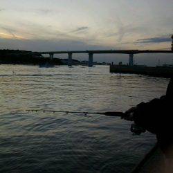 大きく育っていました~