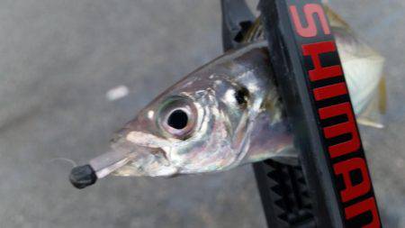 何気に初めて釣りましたー！