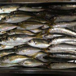 深日でマイワシ貧果、岸和田でアジ大漁