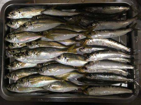 深日でマイワシ貧果、岸和田でアジ大漁