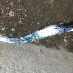 夕まづめに五目釣り