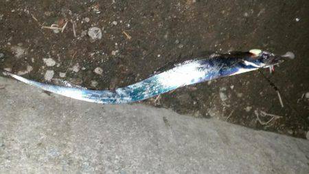 夕まづめに五目釣り