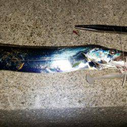 タチウオ遅めのジアイ