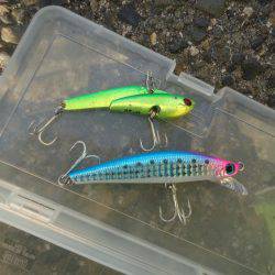 やっとのサゴシ