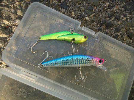 やっとのサゴシ