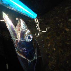 タチウオ～サイズDown