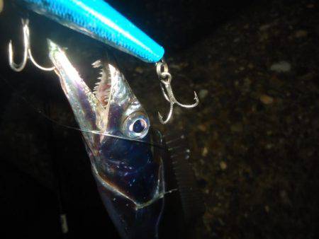 タチウオ～サイズDown