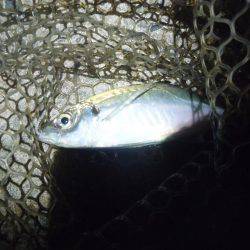 アジング　今季2回目