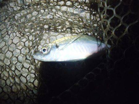 アジング　今季2回目