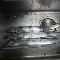 タチウオ 午後3時にゲットも計3尾