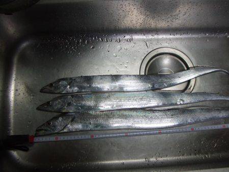 タチウオ 午後3時にゲットも計3尾