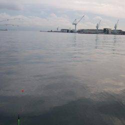 雨と、太刀魚と、鳥。