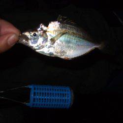 アジ、中サバ等、サビキで!