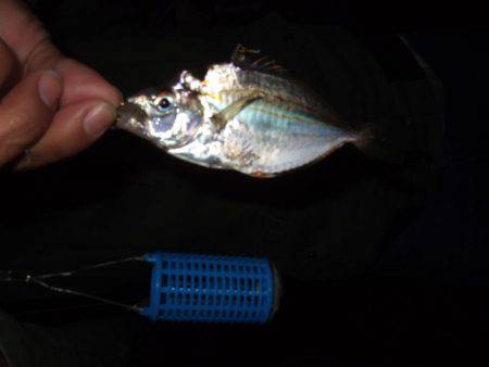 アジ、中サバ等、サビキで!