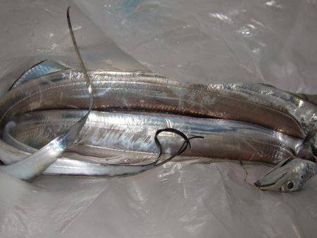 釣れる竿、釣れない竿。ってありますよね?